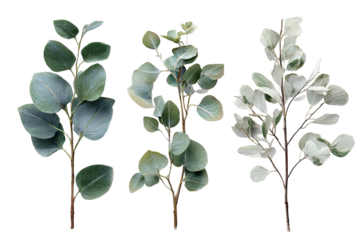 Three sprigs of eucalyptus, varying shades of green and silvery-white