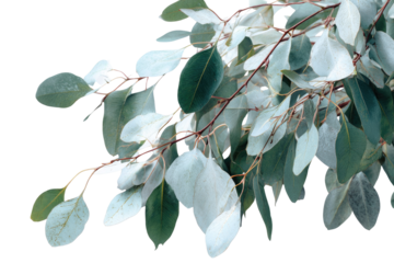 Eucalyptus branch with soft-green leaves