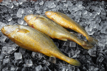 Fresh Yellow Croaker Fish on Ice - Popular Cantonese Cooking Ingredient