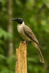 Noisy friarbird (Philemon corniculatus) perched on a top of tree in rainforest