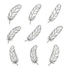 Collection of nine feather silhouettes isolated on white background