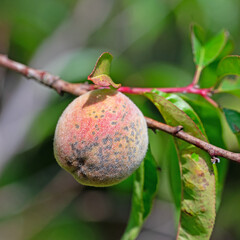 Pfirsich mit Pfirsichschorf in einer Nahaufnahme