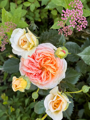 Full Bloom Pink Peach Rose in Garden Sunlight Close-Up