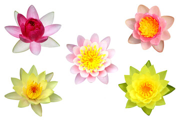 Close-up of beautiful lotus flowers of various colors and species in full bloom isolated on transparent background png file.