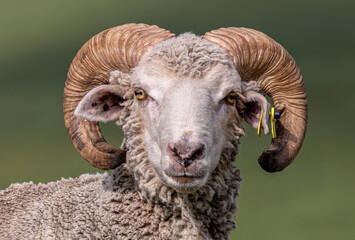 close up of a sheep