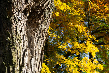 Region Teutoburger Wald