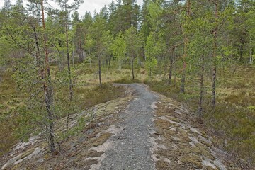 Hiking trail on rock in forest in cloudy summer weather, Nuuksio, Finland.