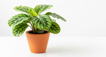 Fototapeta premium Green calathea plant in terracotta pot on white background