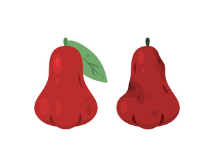 Illustration of red water apple fruit. Fresh water apple fruit with rotten water apple fruit. Fruit condition. Flat style design. Element, white background