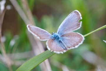 A blue butterfly with outstretched wings. Insects in nature.