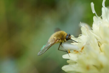 A fly buzzed and collected nectar from the flowers.