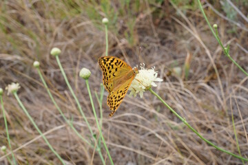 A mother-of-pearl butterfly on a wildflower.