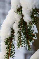 Snow-covered pine branches glisten in the winter sunlight at a forest location during the cold season