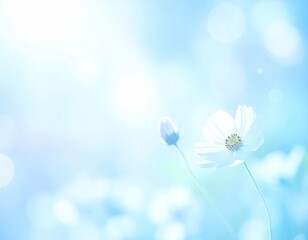 Soft focus, white flower, cosmos, bokeh, bright, dreamy