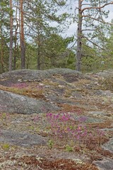 Red Alpine catchfly (silene suecica), also known as Viscaria alpina growing on rock in summer, Nuuksio, Espoo, Finland.