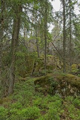Summer forest landscape in cloudy weather, Hyppykallio, Nuuksio, Espoo, Finland.