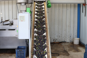 Olives moving up on processing conveyor