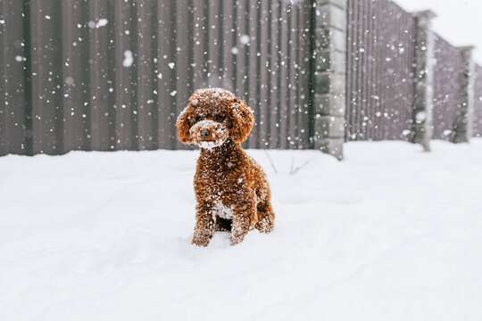 Brown curly fur dog sitting in snow outdoors during winter