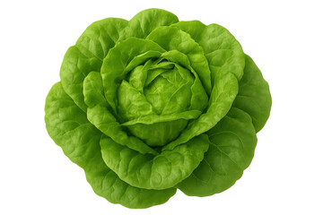 Obraz premium Fresh green butterhead lettuce, offering a healthy and natural ingredient for salads, vegan diets, and nutritious meals, transparent background