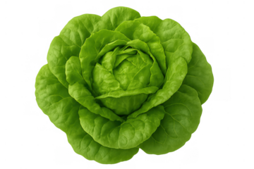 Fresh green butterhead lettuce, offering a healthy and natural ingredient for salads, vegan diets, and nutritious meals, transparent background