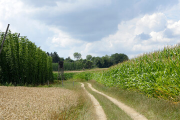 Hopfen, Feldlandschaft