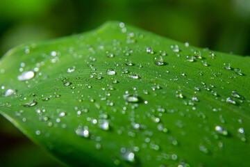 Dew drops glistening on a green leaf in a lush garden during early morning light