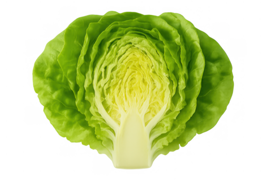 Fresh green lettuce half, showing healthy organic food, a chopped cross-section for diet and nutrition