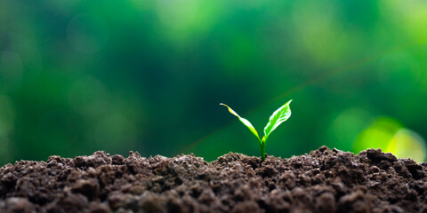Growing seedlings and reforestation for the environment