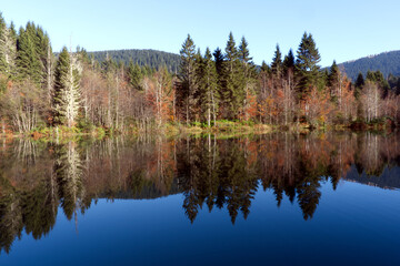 Symmetrical Forest Reflection in Calm Lake Water. A stunning symmetrical reflection of a dense...