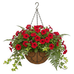 Vibrant red flowers in a hanging basket display transparent background