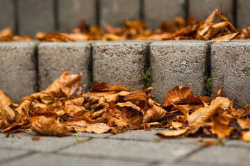 Concrete garden steps covered with orange autumn leaves in the corners