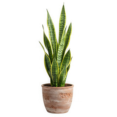 Sansevieria plant in textured terracotta pot studio shot transparent background