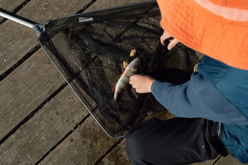 The boy caught a small perch fish in a net.