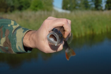 Close-up of a small perch fish in a man's hand