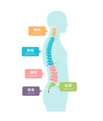 横から見た脊柱の部位名　ベクターイラスト