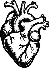 Anatomical heart svg, Medical heart svg