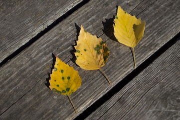 A composition of three fallen golden dry birch leaves on a wooden board