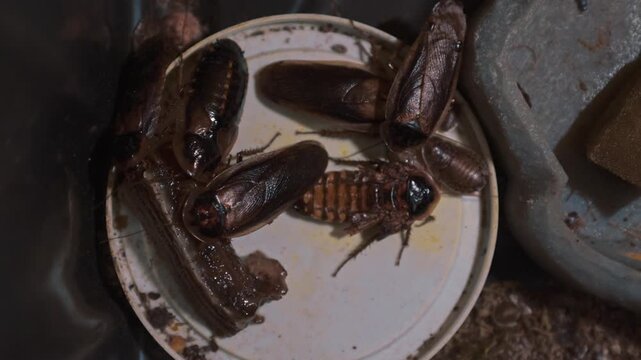 A container lid filled with multiple cockroaches. They are eating the bananas that are living in the big container.