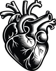 Anatomical heart svg, Medical heart svg