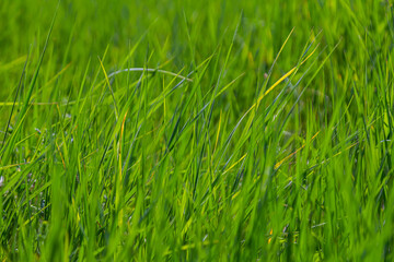 Lush green grass swaying gently in the breeze under bright sunlight on a warm summer day