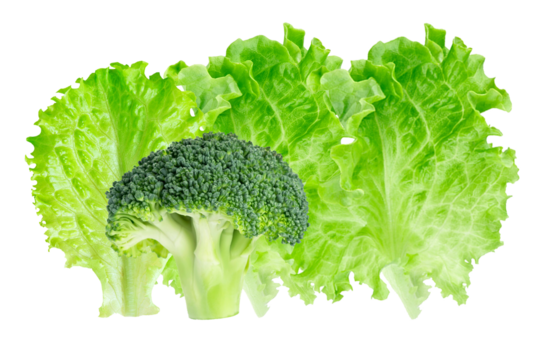 fresh broccoli and crisp green lettuce leaves composition, raw healthy vegetables isolated on a transparent background, perfect for clean eating concepts.
