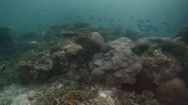 underwater scenery of schooling of fishes and rocky coral formation under the jety