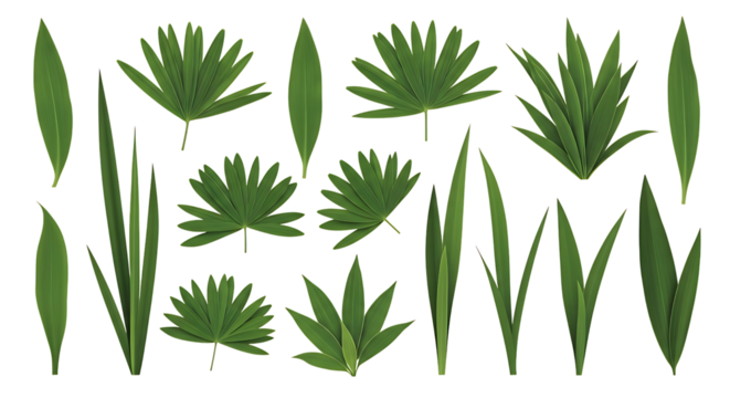 Collection of diverse green tropical leaves and foliage isolated on white background