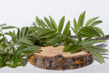 A white background with a wooden podium and green leaves to showcase your product and advertise.