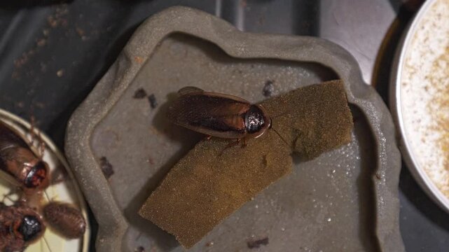 A video close-up of a dubia cockroach perched on a sponge inside a plastic container. It's eating water from a sponge and living in the big container.