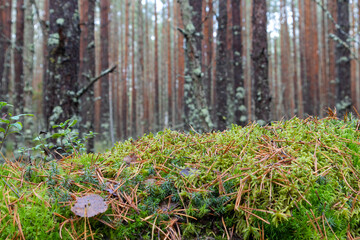 Moss is green against a forest background, a natural natural podium for advertising.