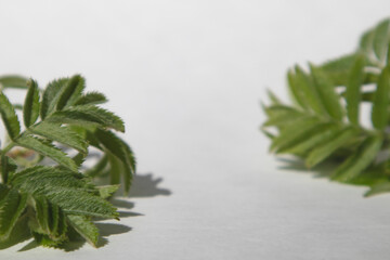 White background with green leaves to showcase your product, advertising.