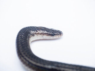Close up Sunbeam snake on white background in Thailand and Southeast Asia.