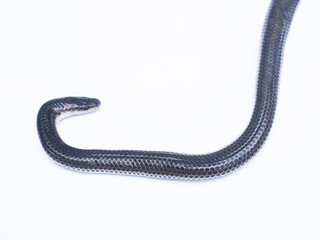 Close up Sunbeam snake on white background in Thailand and Southeast Asia.