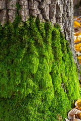 Moss covering tree trunk with autumn leaves scattered on the ground during a sunny day in a forest